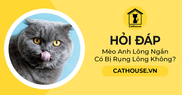 Hỏi Đáp - Mèo Anh Lông Ngắn Có Bị Rụng Lông Không?