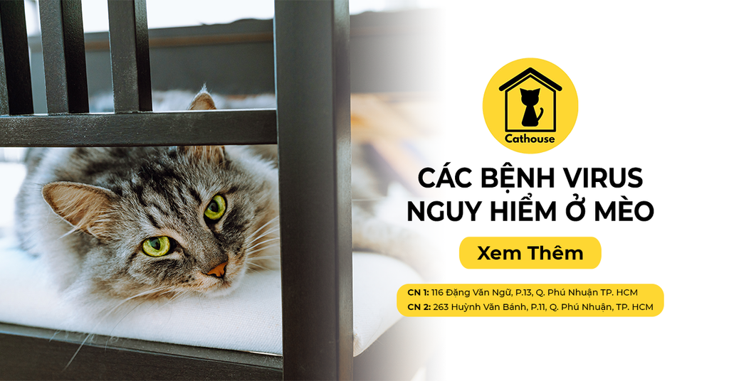 Các Bệnh Nhiễm Virus Nguy Hiểm Ở Mèo