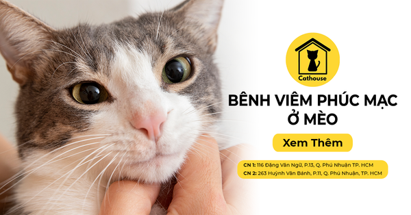 Bệnh Viêm Phúc Mạc Ở Mèo - Nguồn Gốc Từ Virus Corona