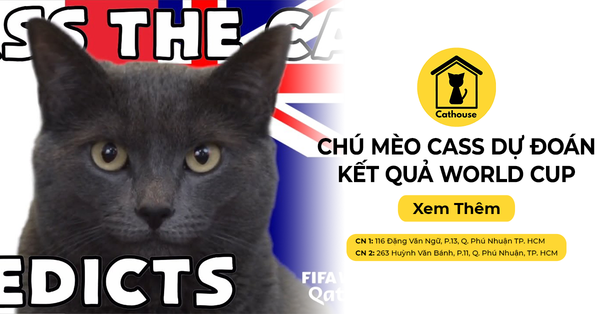 Thú Vị Chú Mèo Cass Tiên Tri Dự Đoán Kết Quả World Cup 2022