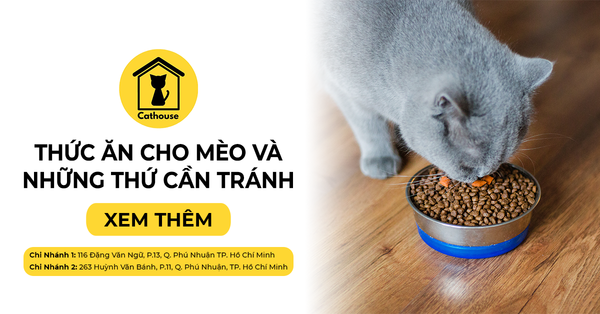 Chọn Thức Ăn Cho Mèo, Cần Biết Những Thứ Nên Và Tránh