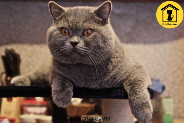 Mèo Anh lông ngắn màu xám xanh là gì ? – Đặc điểm nhận biết màu xám xanh ?