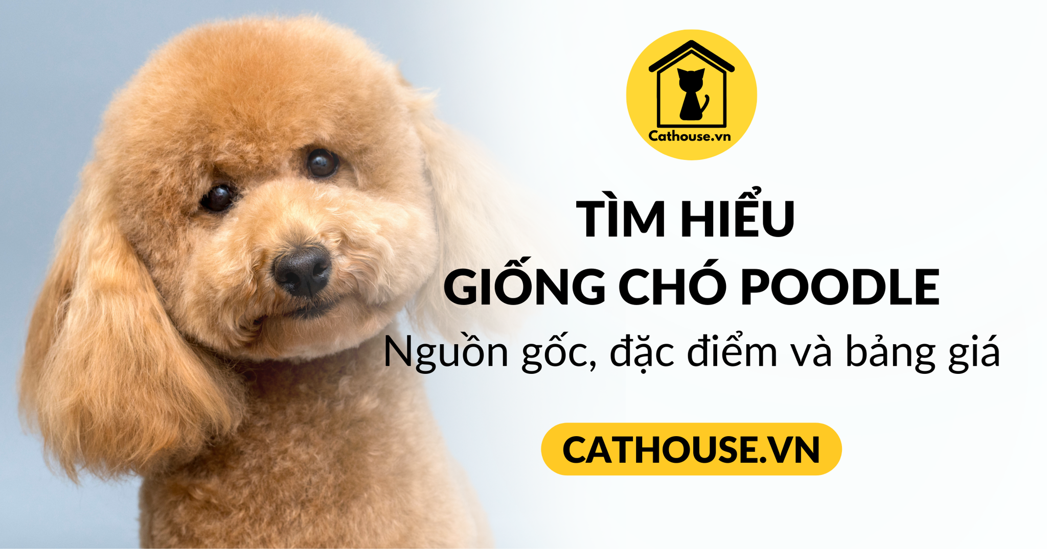 Tìm hiểu giống chó Poodle: Nguồn gốc, đặc điểm, cách nuôi, bảng giá.