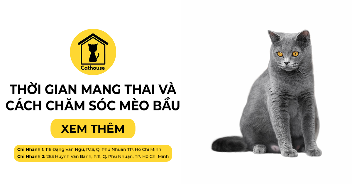 Thời Gian Mang Thai Của Mèo Và Cách Chăm Sóc Mèo Bầu