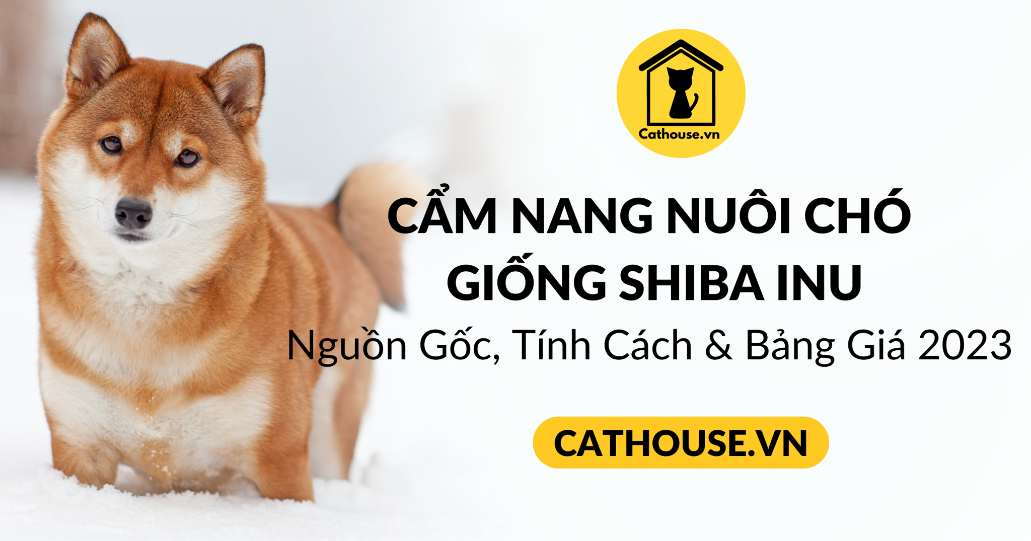 Cẩm nang chó Shiba: Nguồn gốc, đặc điểm, cách nuôi, giá bán
