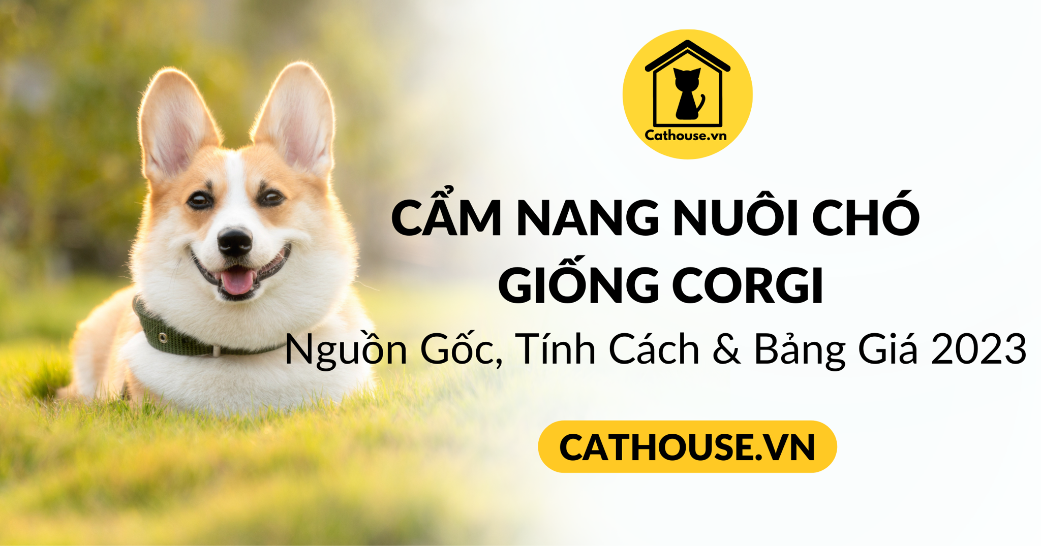 Cẩm nang chó Corgi: Nguồn gốc, đặc điểm, cách nuôi, giá bán