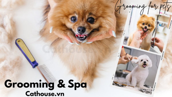 Dịch Vụ Grooming - Spa Chó Mèo Tại Cathouse Phú Nhuận TP.HCM
