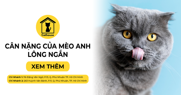 Cân Nặng Của Mèo Anh Lông Ngắn Theo Từng Giai Đoạn Phát Triển