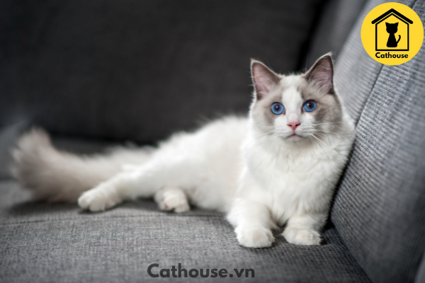 Mèo Ragdoll Thuần Chủng - Nguồn Gốc, Đặc Điểm Và Cách Nuôi Mèo Ragdoll
