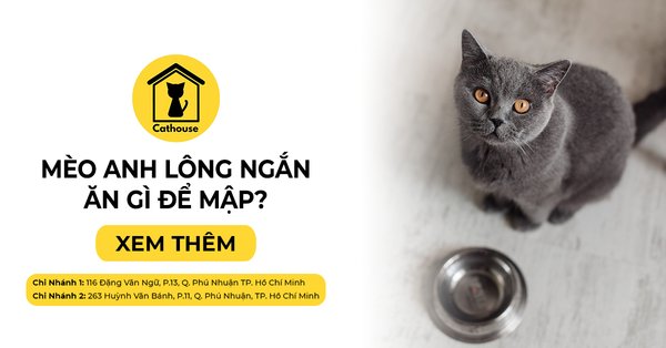 Mèo Anh Lông Ngắn Ăn Gì Để Mập?