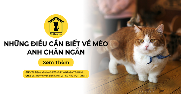 Những Điều Cần Biết Về Mèo Anh Chân ngắn - Mèo Munchkin