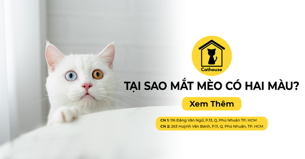 Tại Sao Mắt Mèo Lại Có Hai Màu?