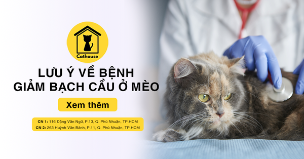 Bệnh Giảm Bạch Cầu Ở Mèo Và Những Điều Cần Biết