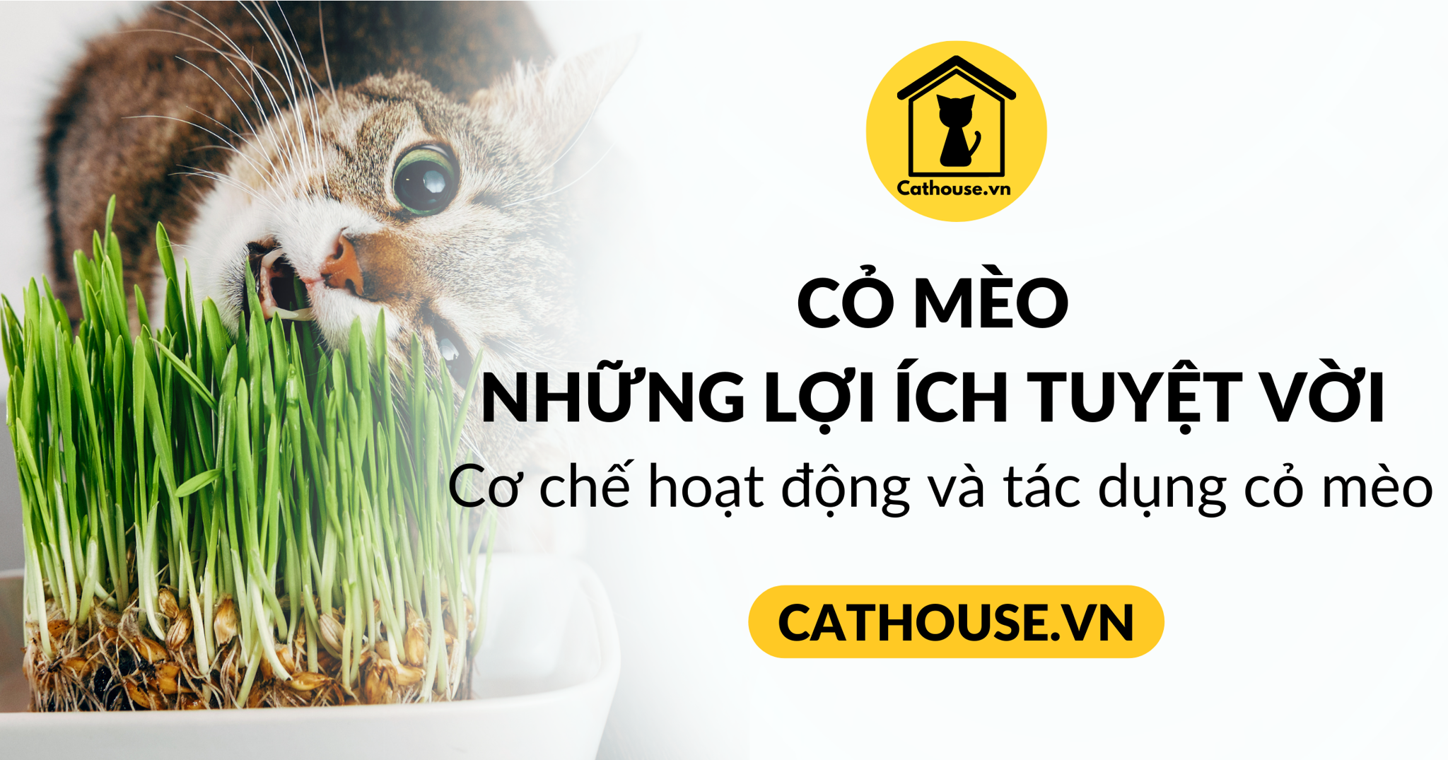 Tác dụng tuyệt vời của cỏ mèo đối với sức khỏe và tâm trạng của mèo