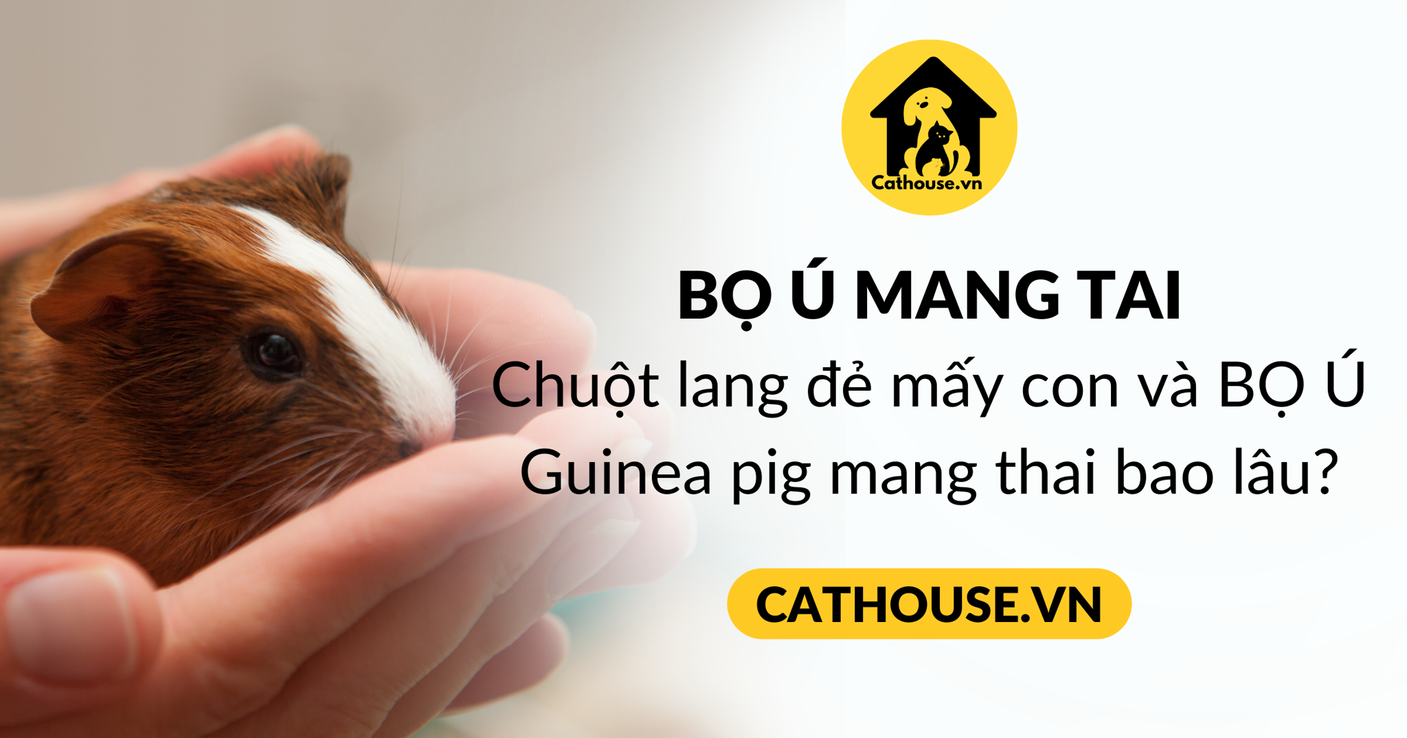 Chuột lang đẻ mấy con và BỌ Ú Guinea pig mang thai bao lâu?