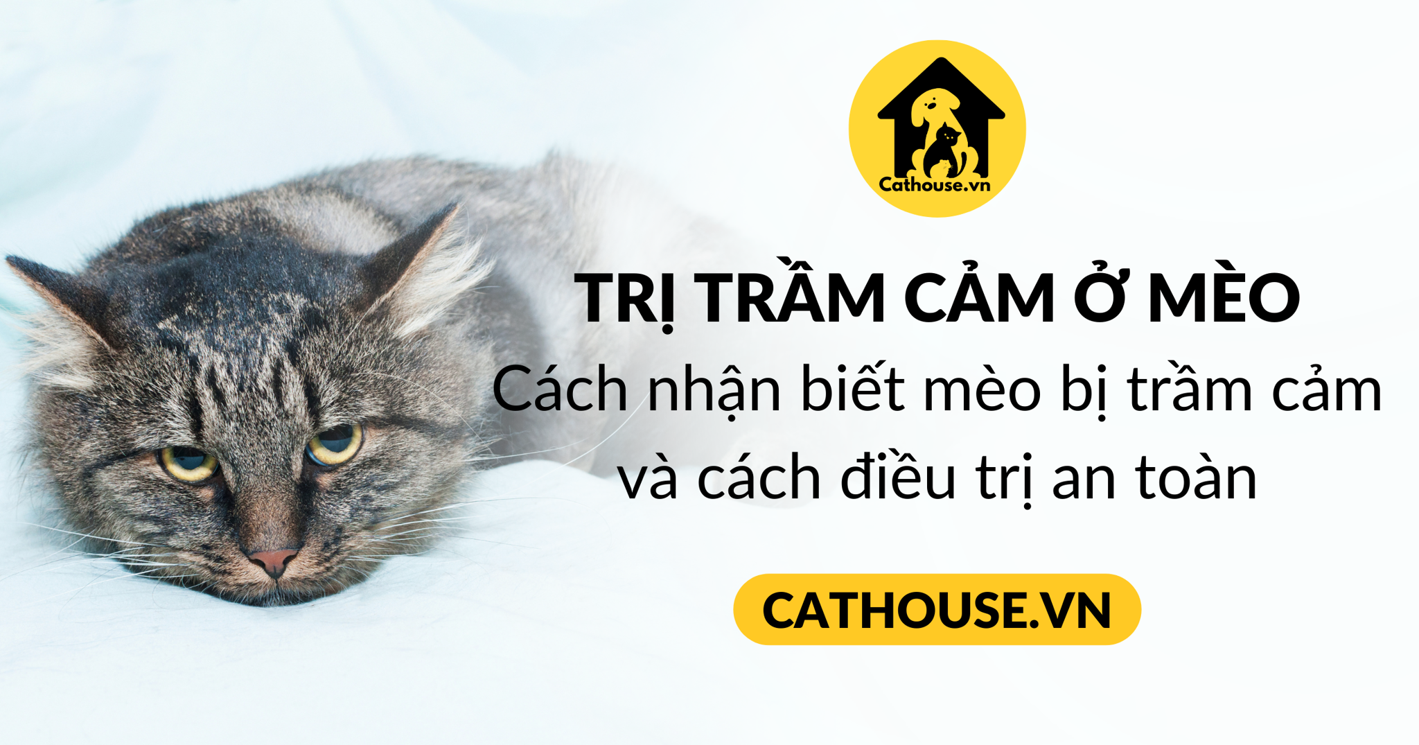 7 Dấu Hiệu Mèo Bị Trầm Cảm Mà Bạn Cần Nhận Biết Sớm