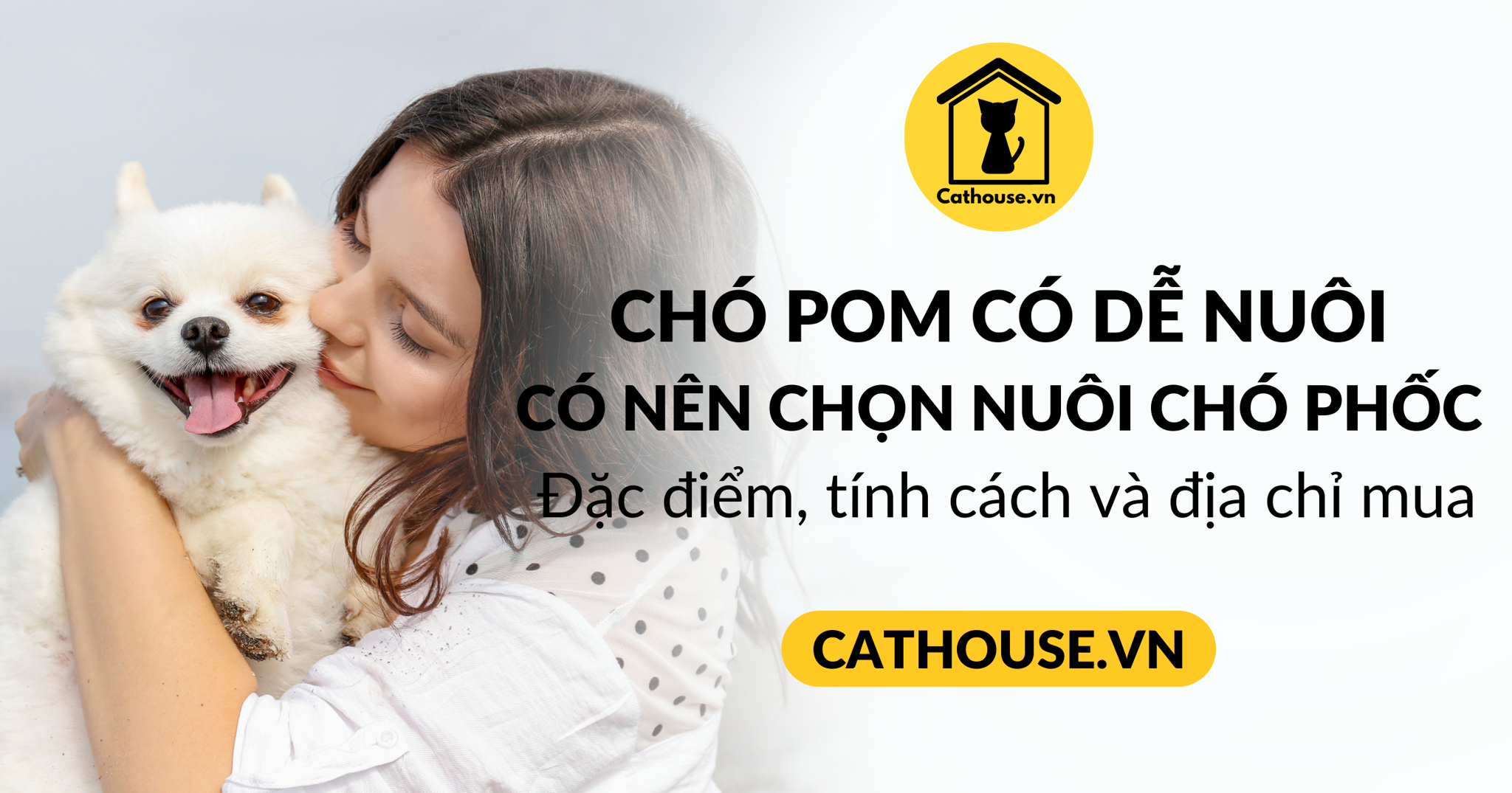 Chó Pom có dễ nuôi? Có nên mua chó Pom / Phốc sóc