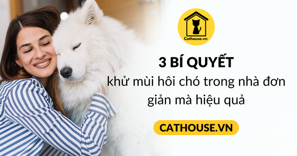 3 Cách khử mùi hôi chó trong nhà đơn giản mà hiệu quả