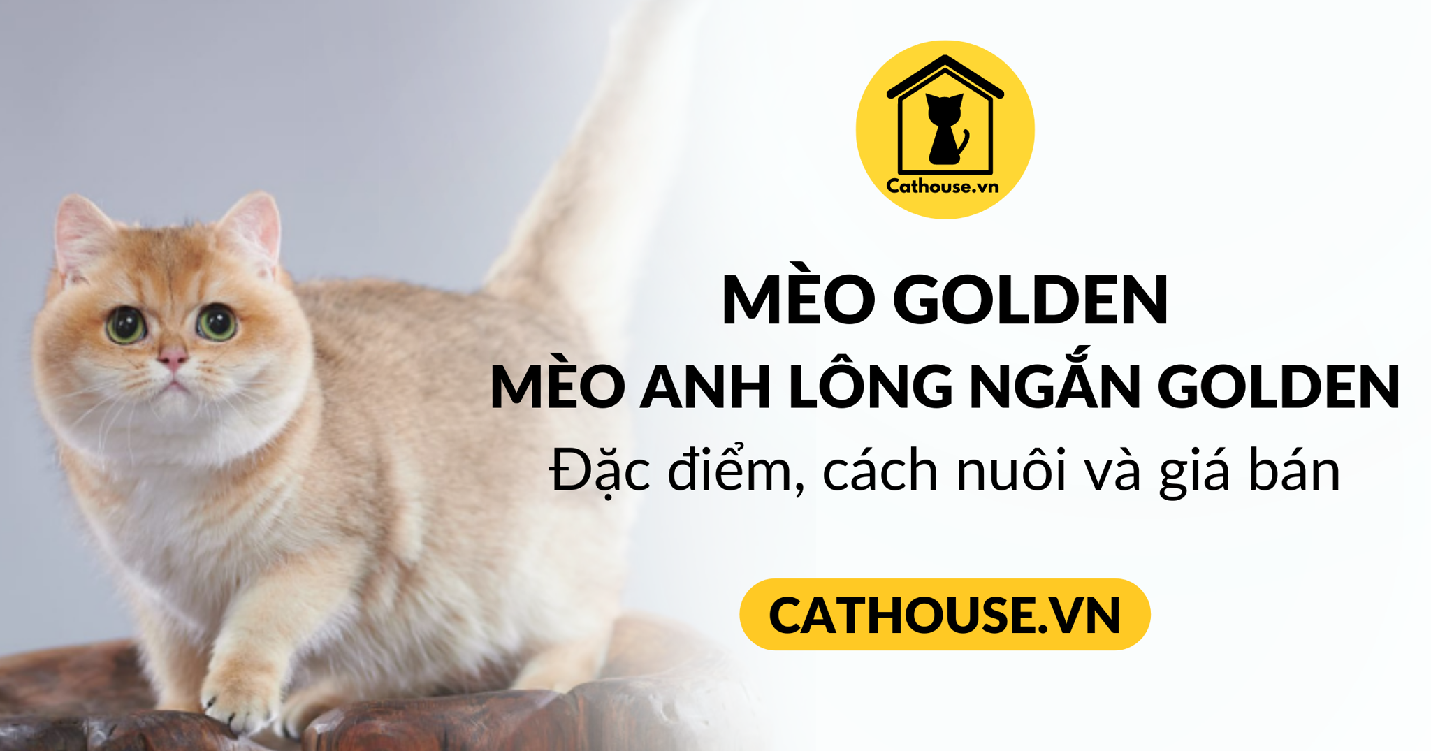 Mèo Golden: Đặc điểm, cách nuôi và giá bán 2023