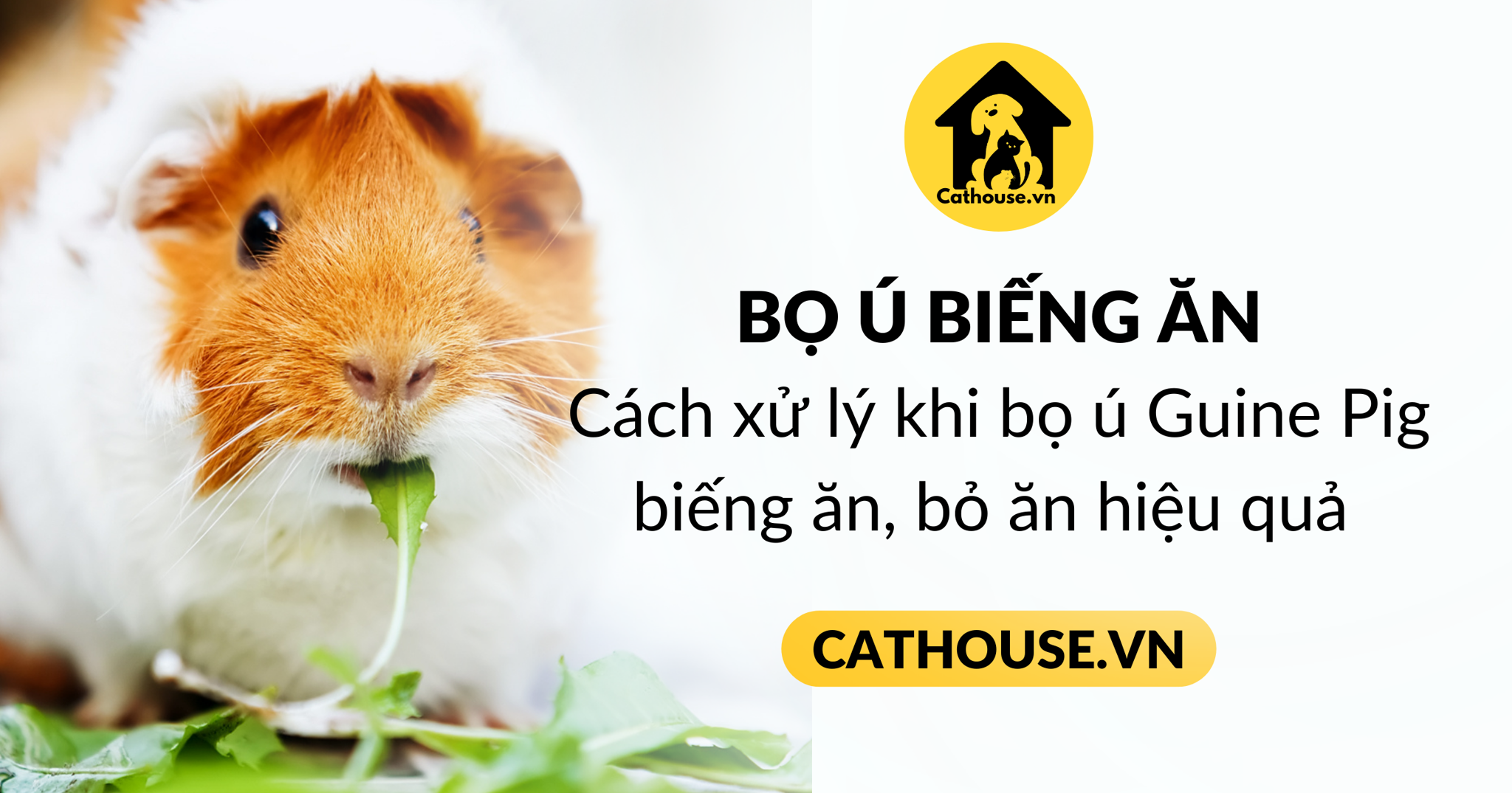 Cách xử lý khi bọ ú Guine Pig biếng ăn, bỏ ăn hiệu quả