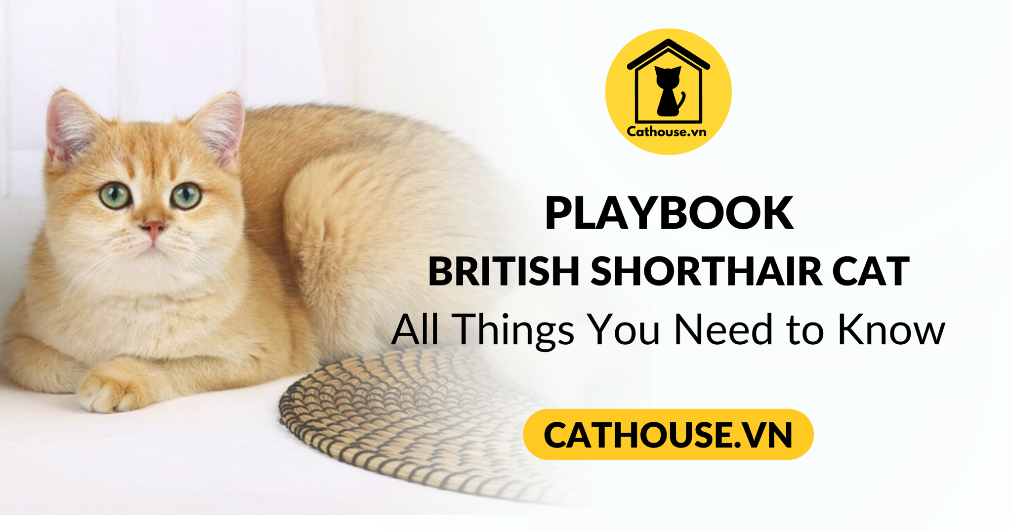 British Shorthair Cats and All Things You Need to Know