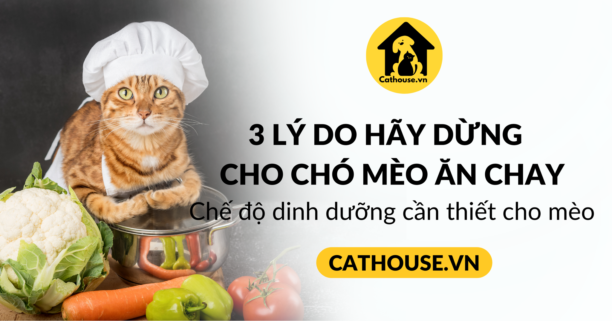 3 Lý Do Hãy Dừng Lại Nếu Bạn Đang Cho Chó Mèo Ăn Chay