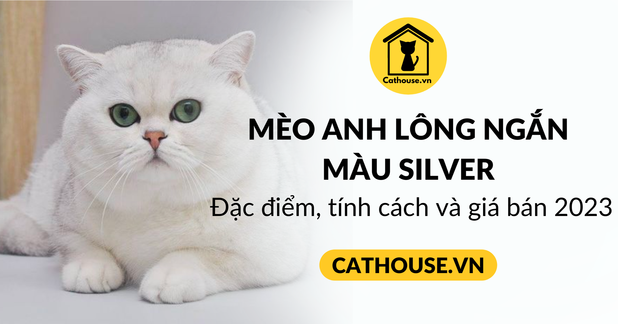 Mèo Anh Lông Ngắn Màu Silver Đặc Điểm, Tính Cách, Giá Bán Mới 2023
