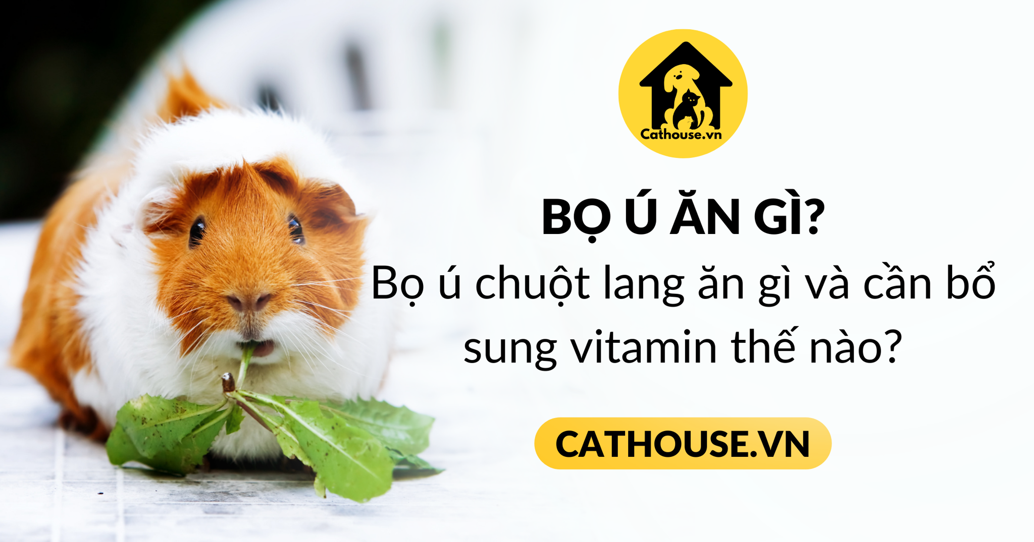 Bọ ú chuột lang ăn gì và cần bổ sung vitamin thế nào?