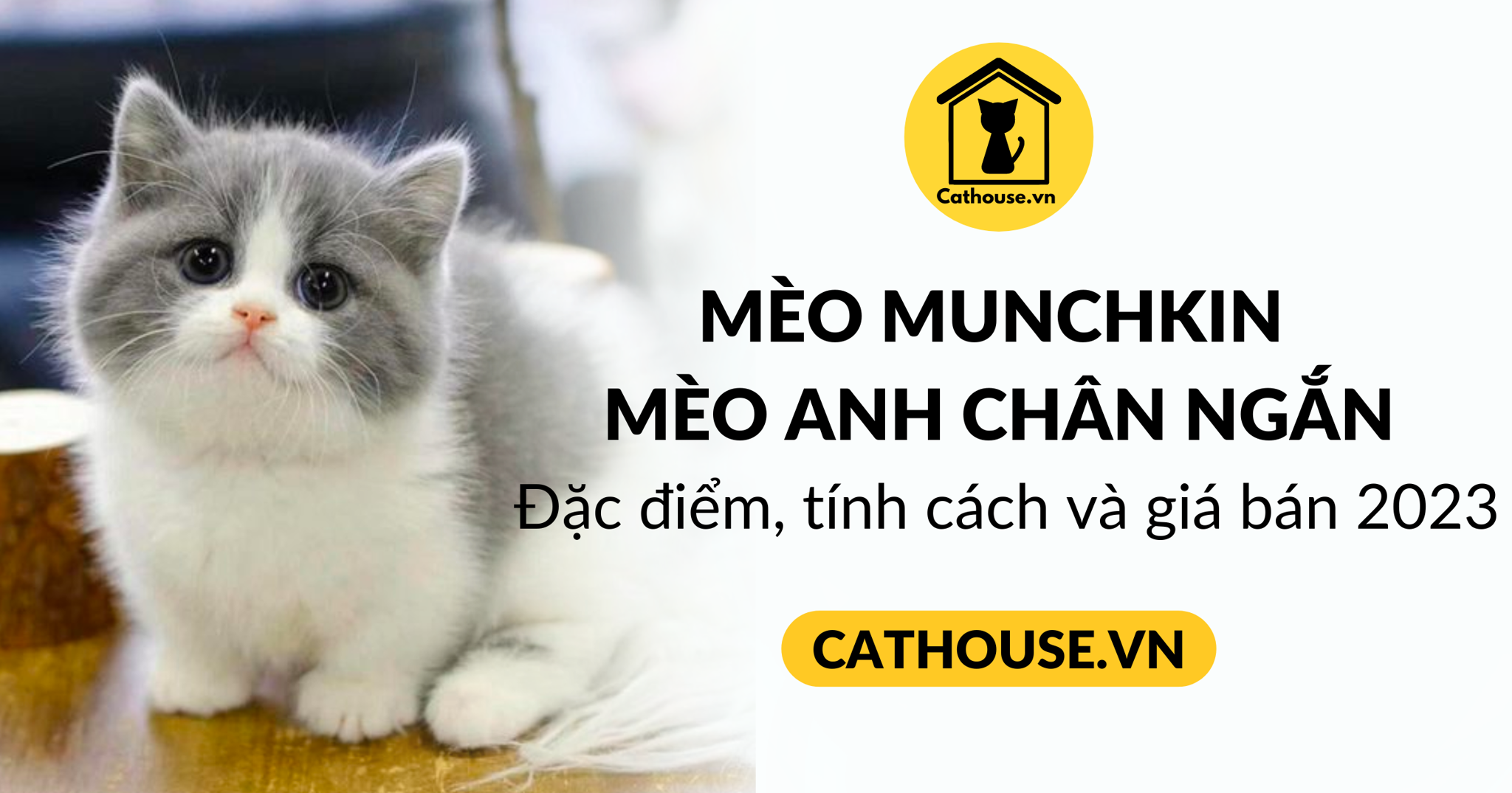 Mèo Munchkin chân ngắn giá bao nhiêu tiền 2023