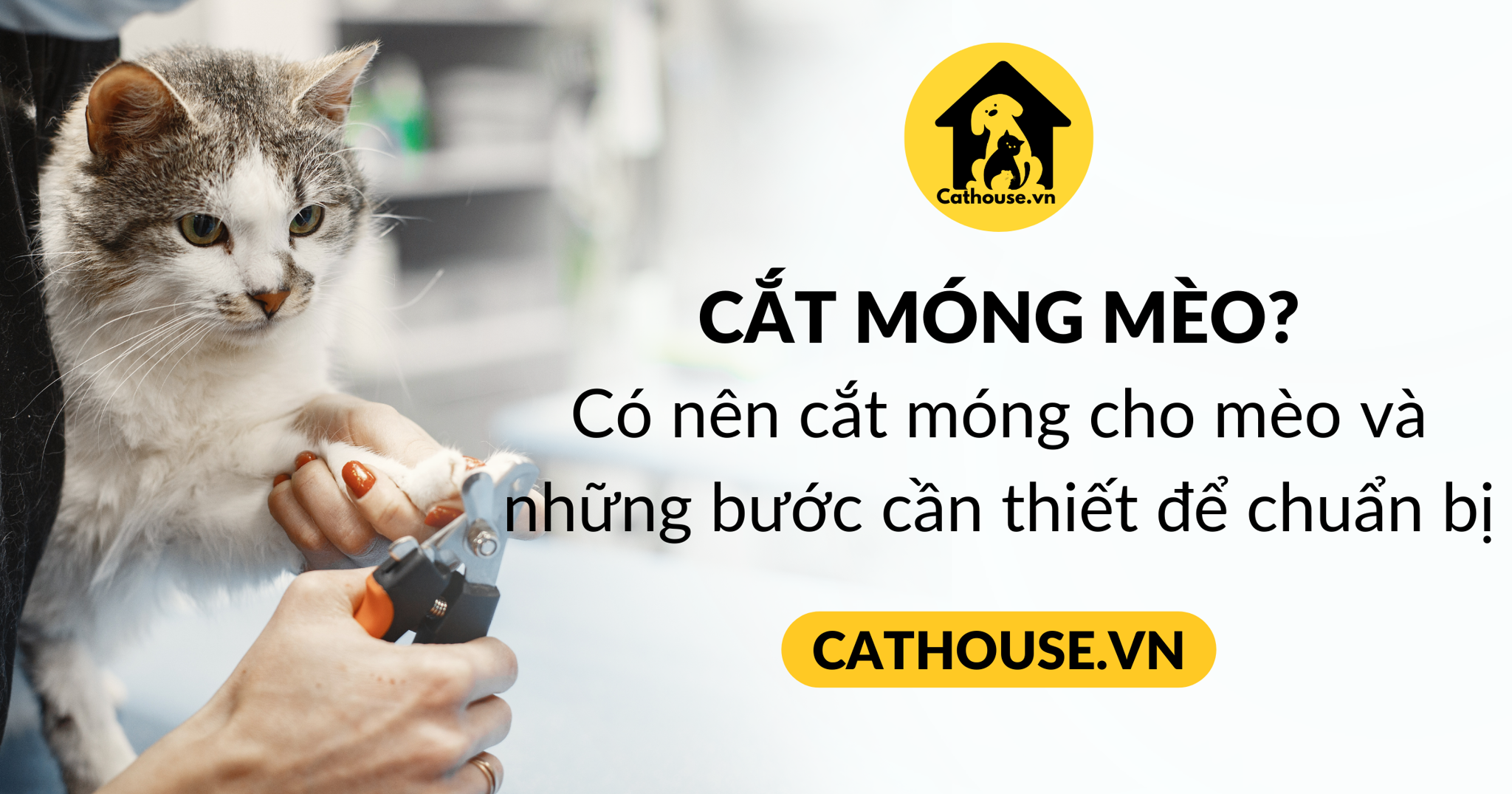 Chỉ Từng Bước Cách Cắt Móng Cho Mèo Dễ Dàng
