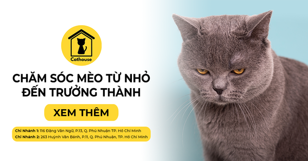Hướng Dẫn Chăm Sóc Mèo Con Từ Nhỏ Đến Trưởng Thành