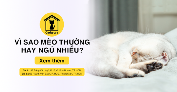 Vì Sao Mèo Thường Hay Ngủ Nhiều? Bật Mí Lý Do Mèo Ngủ Nhiều