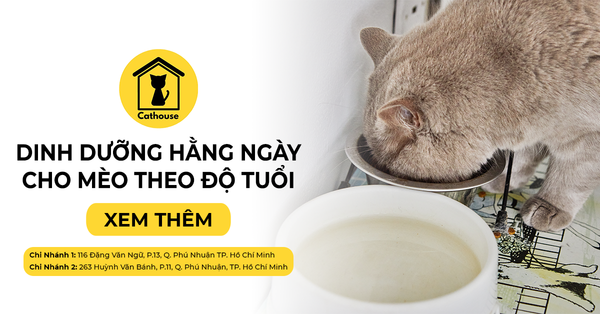 Dinh Dưỡng Và Khẩu Phần Ăn Hàng Ngày Cho Mèo Theo Độ Tuổi