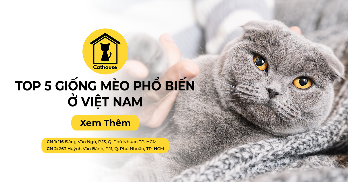 Top 5 Giống Mèo Phổ Biến Ở Việt Nam. Cửa Hàng Bán Mèo Uy Tín
