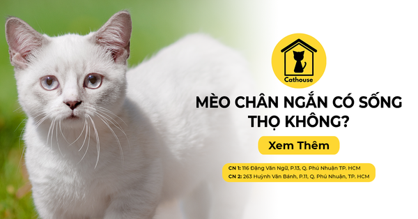 Mèo Chân Ngắn Có Sống Thọ Không? Có Phải Gen Lỗi Không?