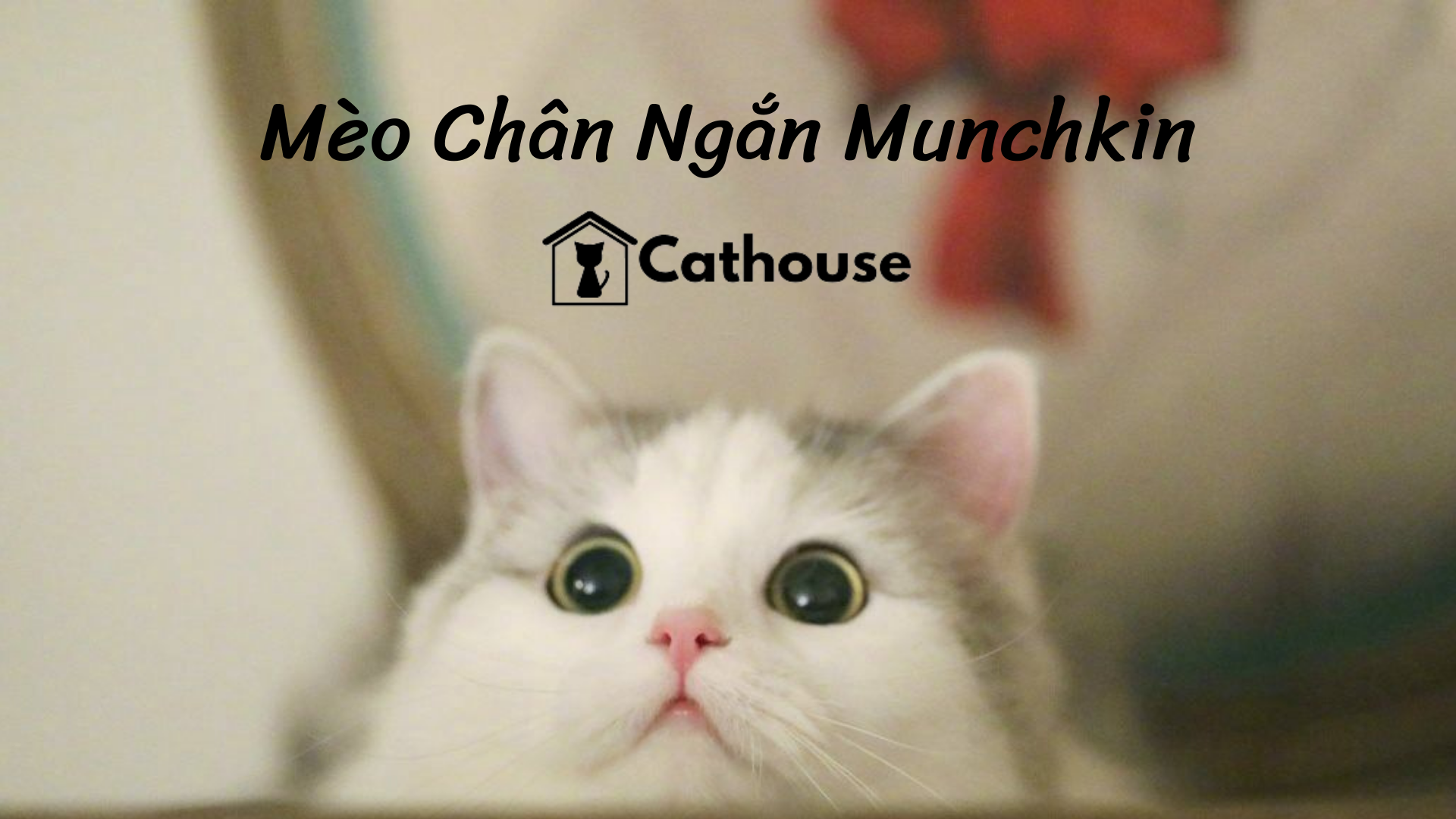 Mèo Chân Ngắn Munchkin - Nguồn Gốc Đặc Điểm Và Cách Chăm Sóc