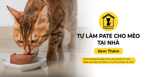 Tự Làm Pate Cho Mèo Tại Nhà Cực Kỳ Đơn Giản