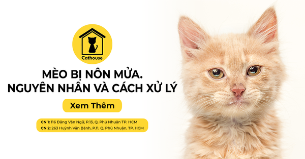 Mèo Bị Nôn Mửa. Tìm Hiểu Lý Do Và Cách Xử Lý