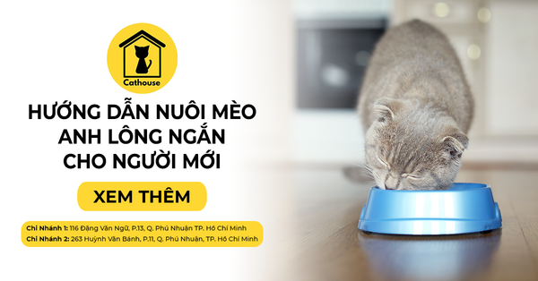 Cách Nuôi Mèo Anh Lông Ngắn Cho Người Mới