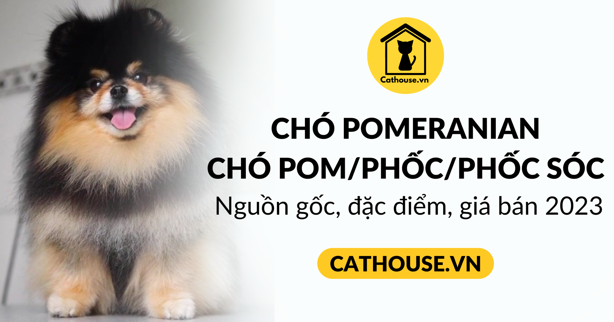 Chó Phốc sóc (Pomeranian): Nguồn gốc, đặc điểm, giá bán 2023