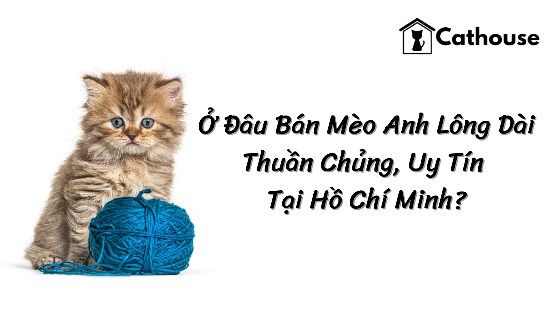 Ở Đâu Bán Mèo Anh Lông Dài Thuần Chủng, Uy Tín Tại Hồ Chí Minh?