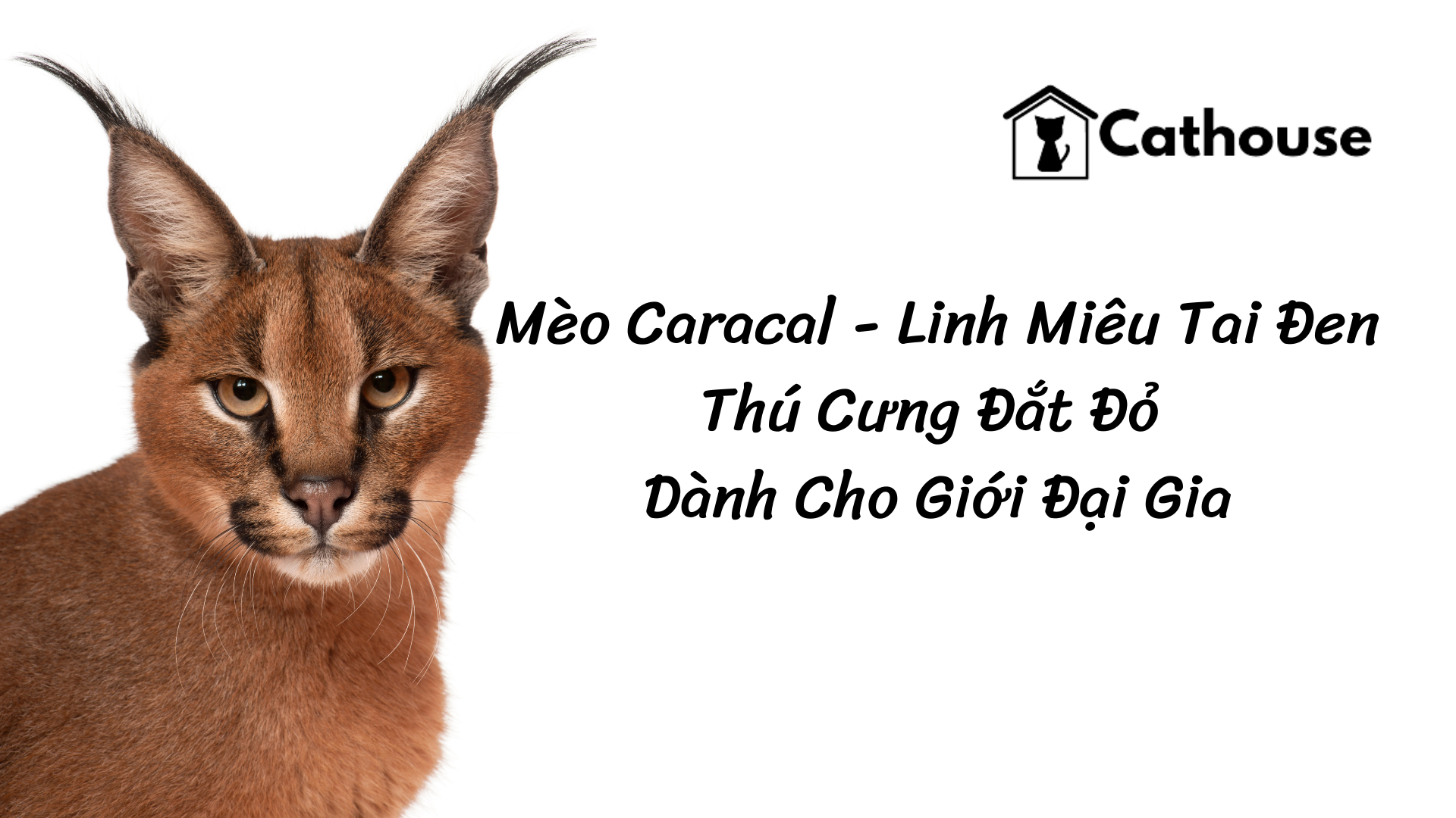 Mèo Caracal - Linh Miêu Tai Đen - Thú Cưng Đắt Đỏ Dành Cho Giới Đại Gia