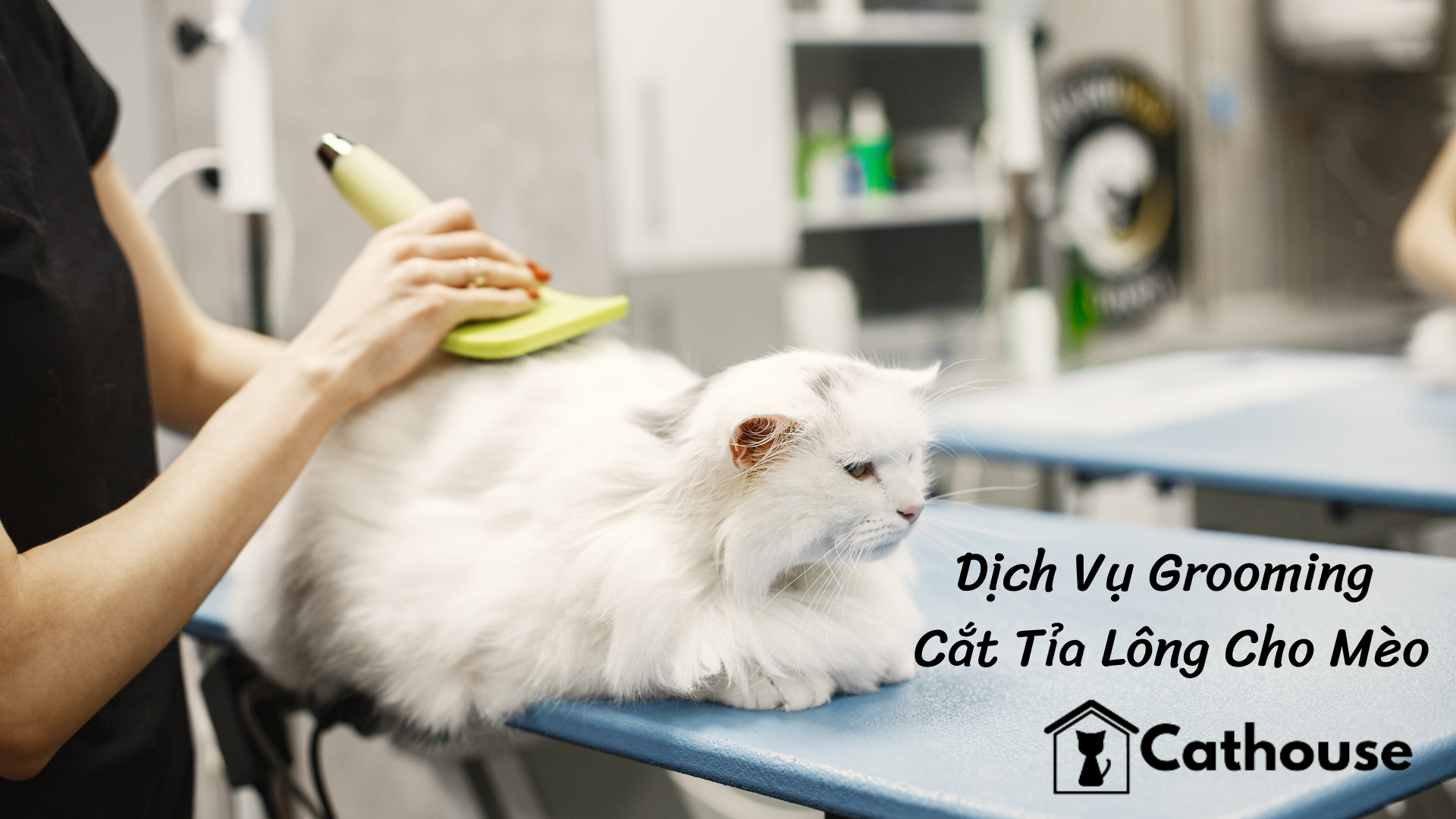 Dịch Vụ Grooming Cắt Tỉa Lông Cho Mèo