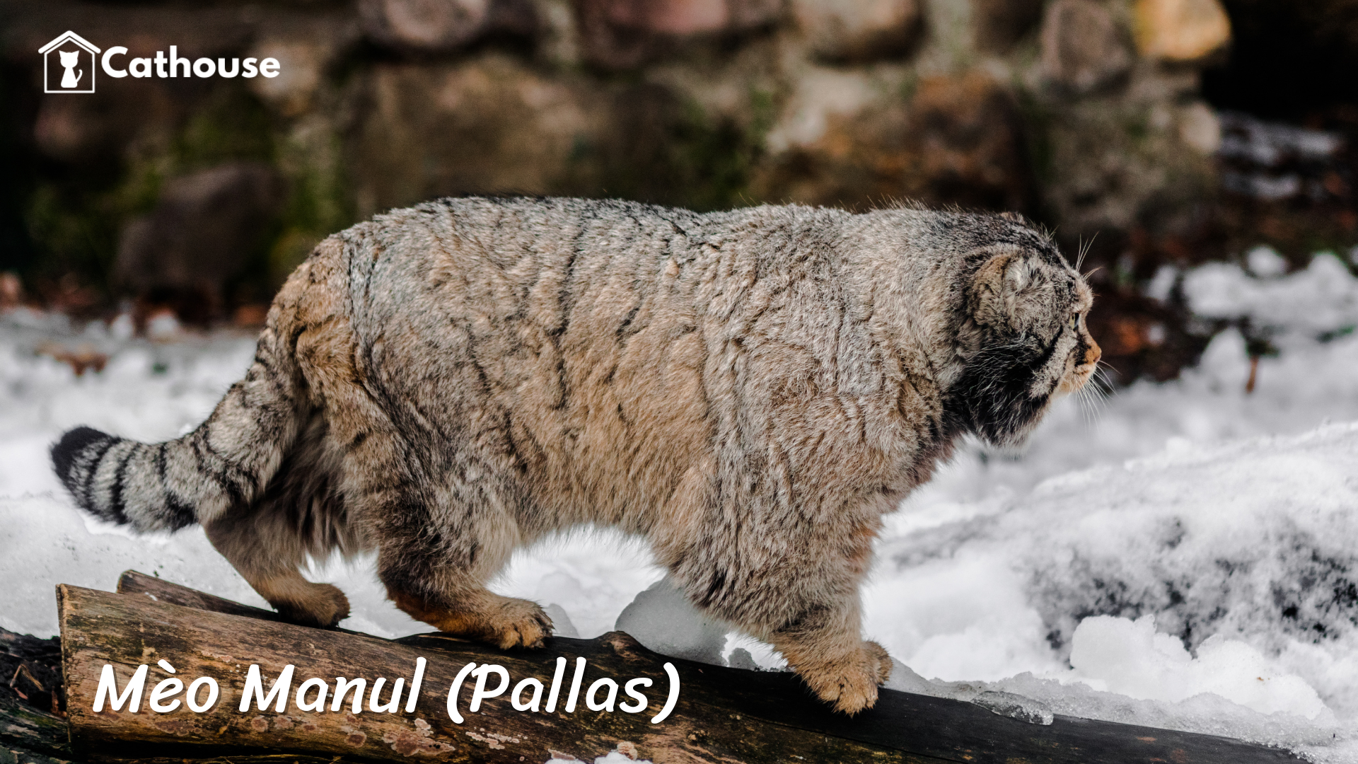Giống Mèo Đặc Biệt: Mèo Manul (Pallas) - Đặc Điểm Và Cách Chăm Sóc