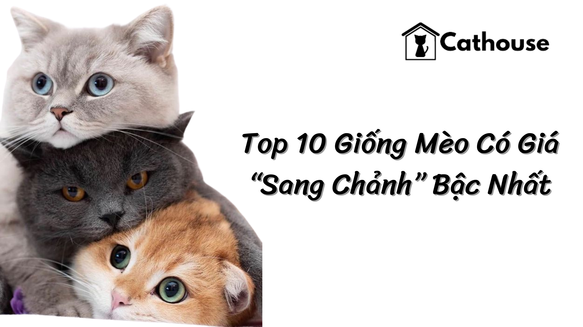 Top 10 Giống Mèo Có Giá “Sang Chảnh” Bậc Nhất Bạn Có Biết