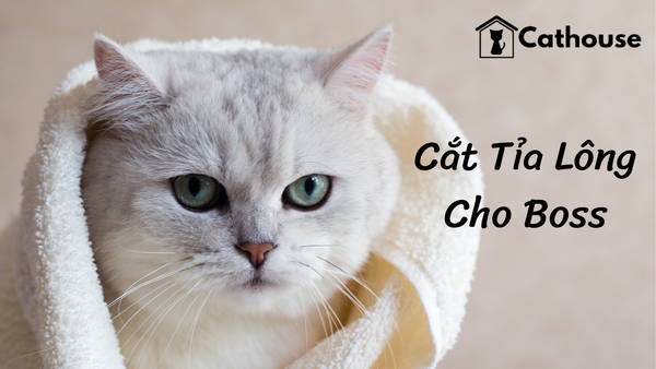 Dịch Vụ Cắt Tỉa Lông Cho Chó Mèo Tại Cathouse Phú Nhuận TP.HCM