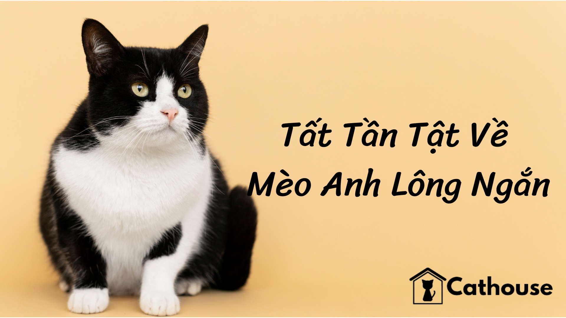 Tất Tần Tật Về Mèo Anh Lông Ngắn - Đặc Điểm Tính Cách Và Cách Chăm Sóc