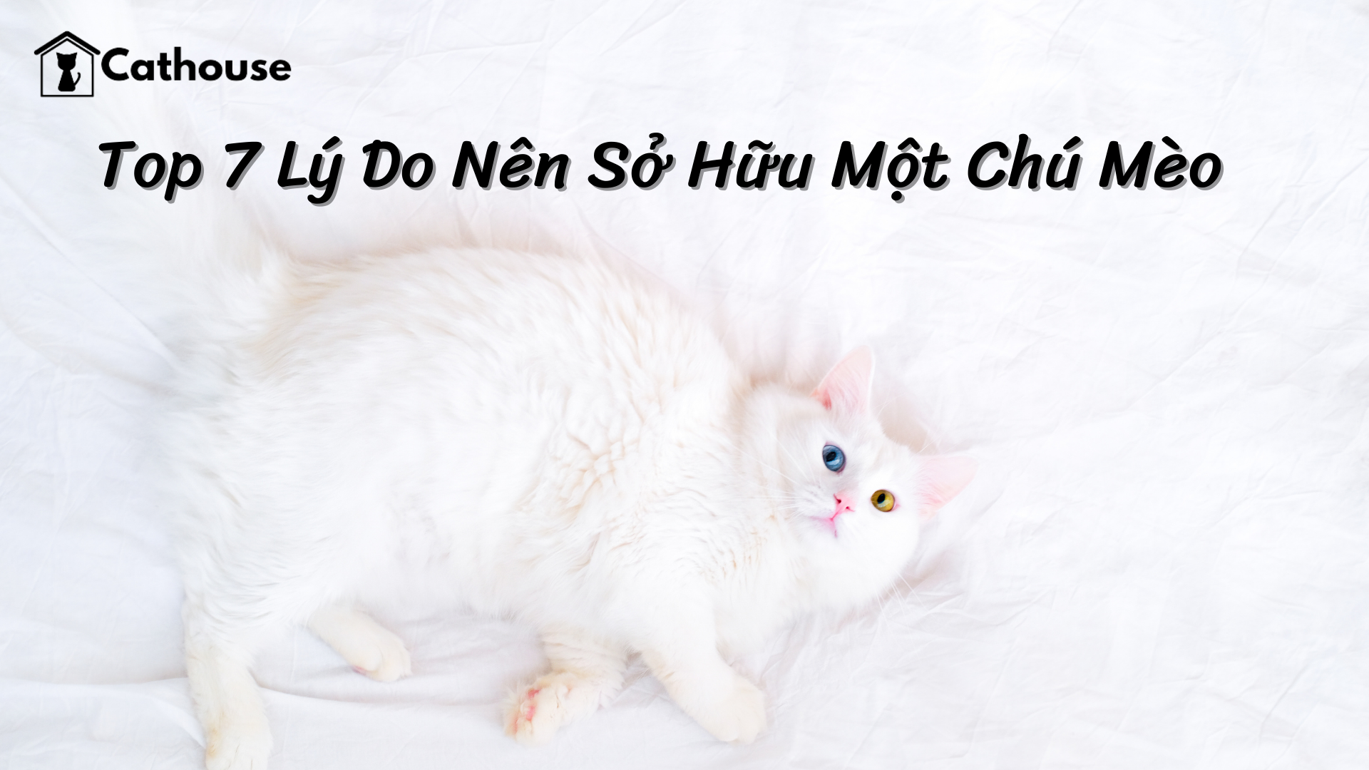 Top 7 Lý Do Bạn Nên Sở Hữu Cho Mình Một Chú Mèo