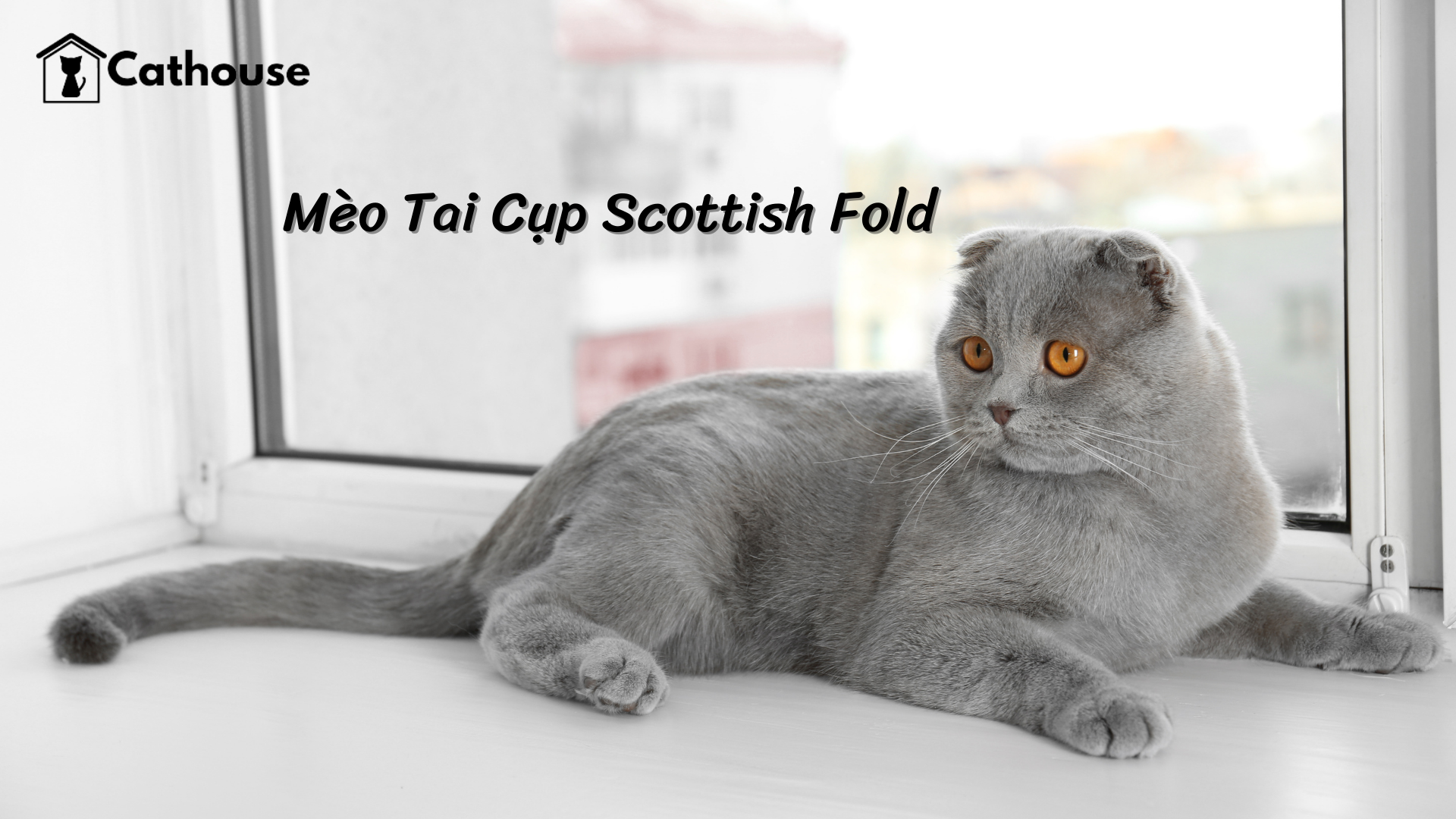 Mèo Scottish Fold – Những Thông Tin Cơ Bản Về Mèo Tai Cụp Scottish Fold