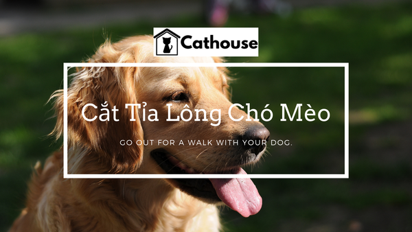 Cắt Tỉa Lông Chó Mèo Và Những Điều Bạn Cần Biết